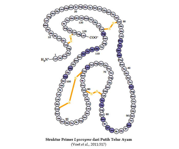 Detail Gambar Struktur Dasar Protein Nomer 37