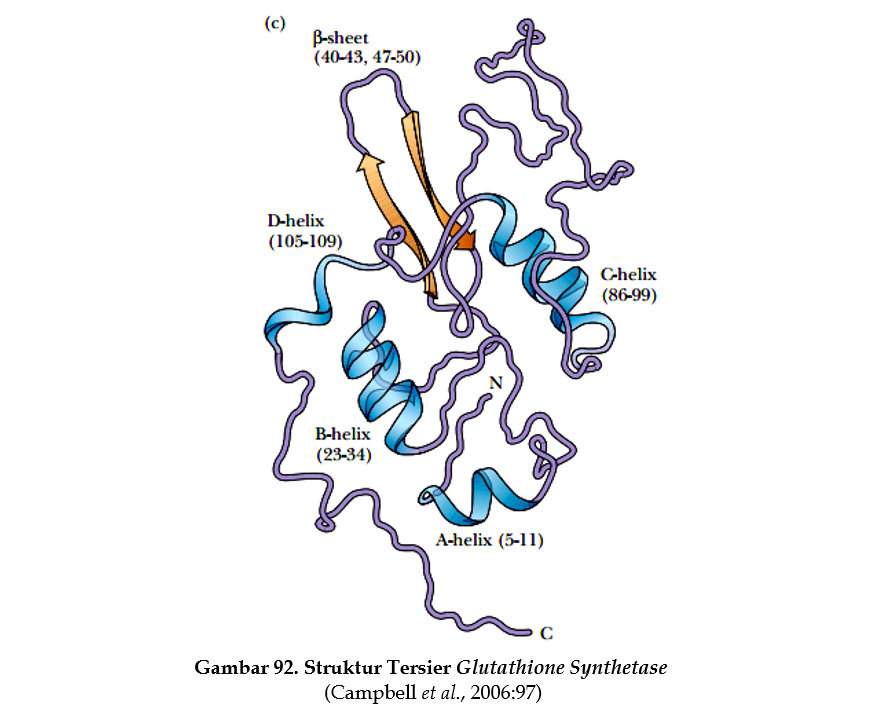 Detail Gambar Struktur Dasar Protein Nomer 43