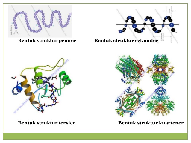 Detail Gambar Struktur Dasar Protein Nomer 7