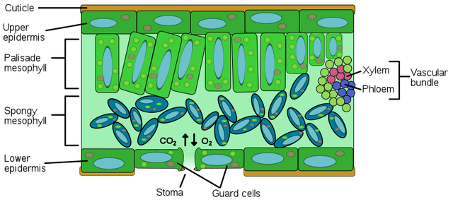 Detail Gambar Struktur Daun Nomer 2