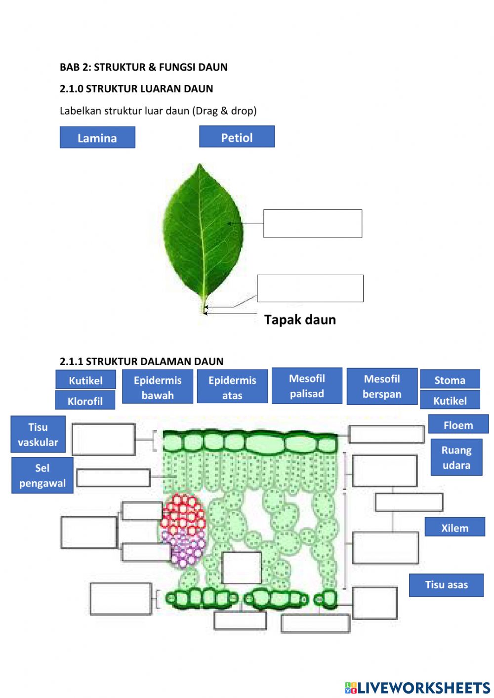 Detail Gambar Struktur Daun Nomer 36