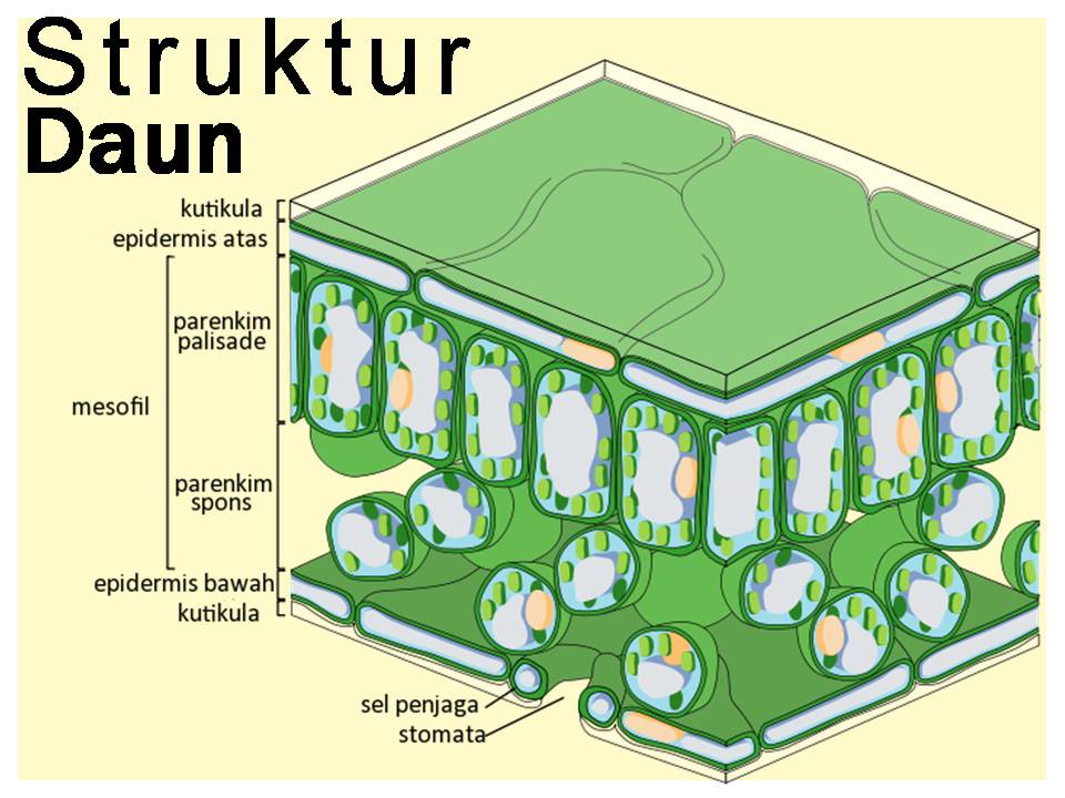 Detail Gambar Struktur Daun Nomer 5