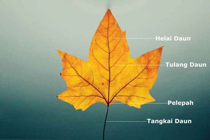 Detail Gambar Struktur Daun Nomer 49