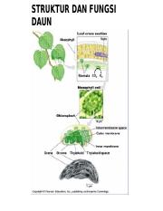 Detail Gambar Struktur Daun Nomer 56