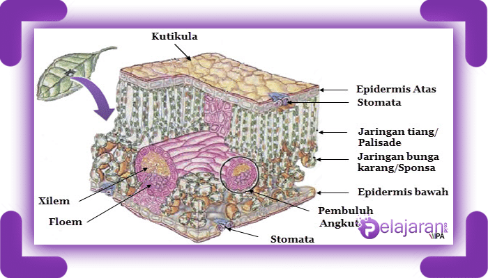 Detail Gambar Struktur Daun Dikotil Nomer 2