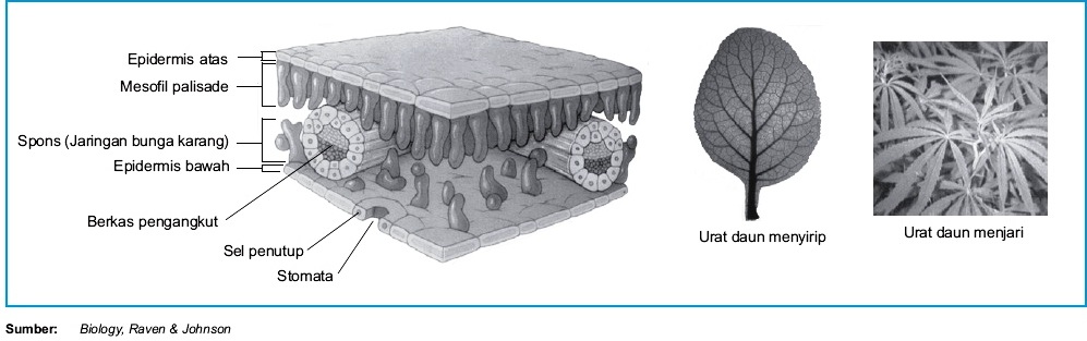 Detail Gambar Struktur Daun Dikotil Nomer 11