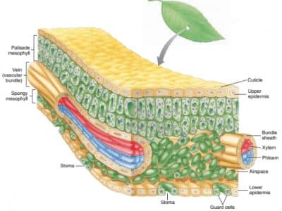 Detail Gambar Struktur Daun Dikotil Nomer 12