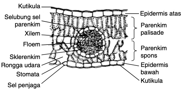 Detail Gambar Struktur Daun Dikotil Nomer 13