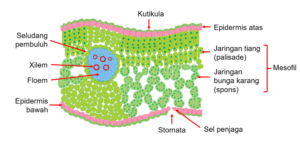 Detail Gambar Struktur Daun Dikotil Nomer 15