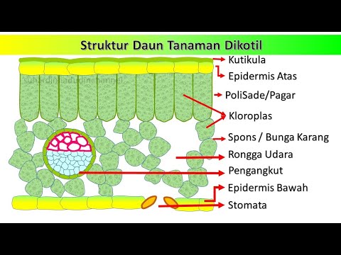 Detail Gambar Struktur Daun Dikotil Nomer 16