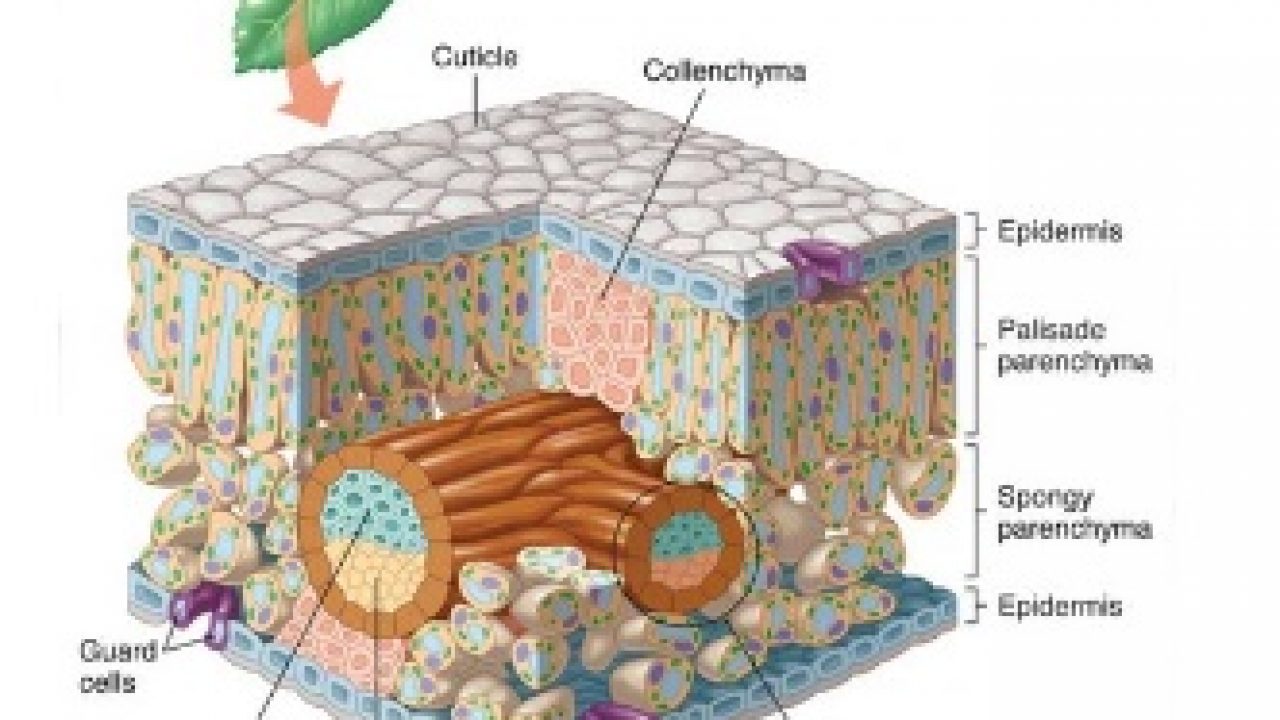Detail Gambar Struktur Daun Dikotil Nomer 3