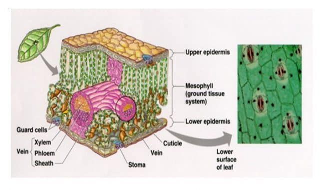 Detail Gambar Struktur Daun Dikotil Nomer 21