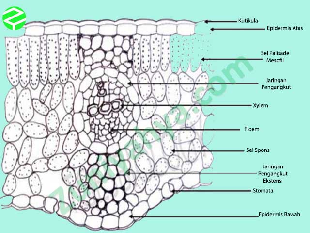 Detail Gambar Struktur Daun Dikotil Nomer 22