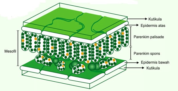 Detail Gambar Struktur Daun Dikotil Nomer 25