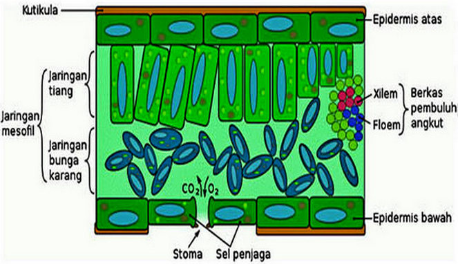Detail Gambar Struktur Daun Dikotil Nomer 27
