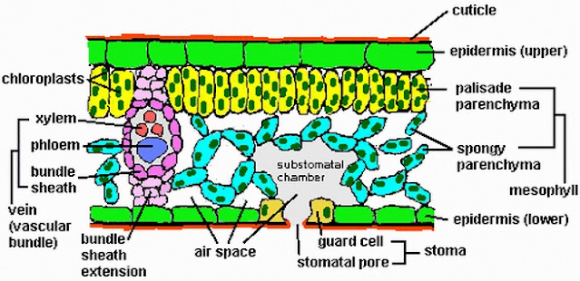 Detail Gambar Struktur Daun Dikotil Nomer 29