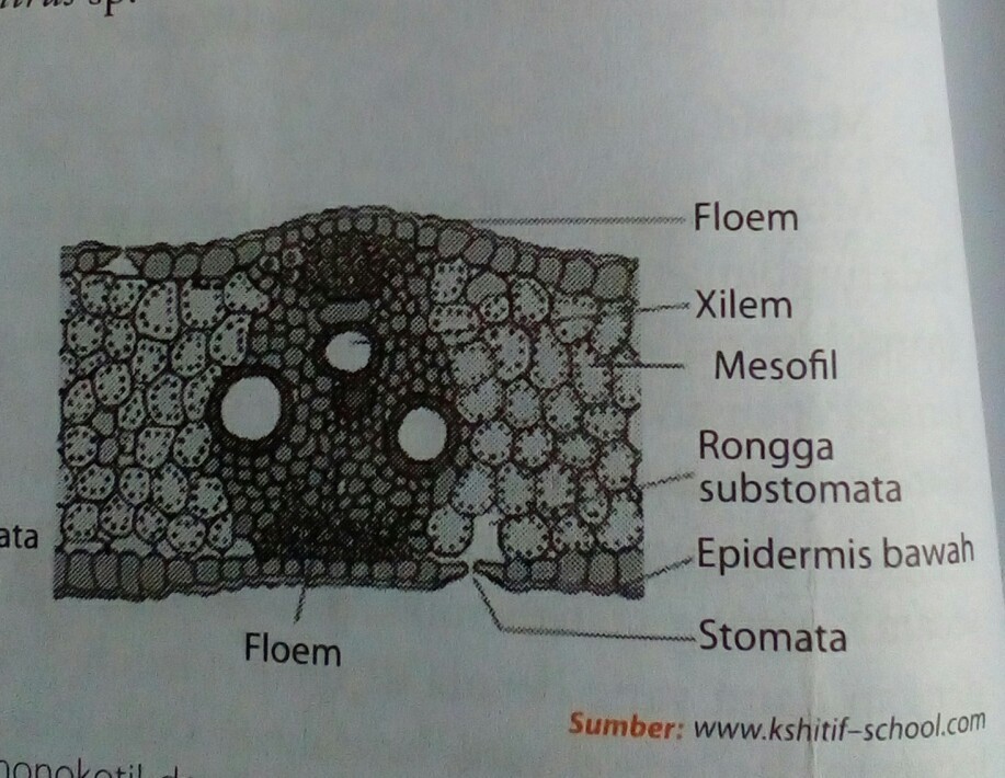 Detail Gambar Struktur Daun Dikotil Nomer 30