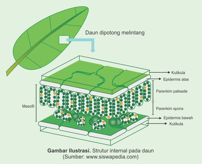 Detail Gambar Struktur Daun Dikotil Nomer 32