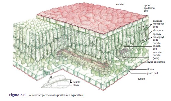 Detail Gambar Struktur Daun Dikotil Nomer 33