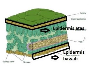 Detail Gambar Struktur Daun Dikotil Nomer 35