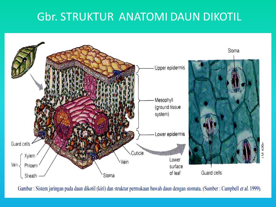 Detail Gambar Struktur Daun Dikotil Nomer 36