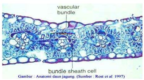 Detail Gambar Struktur Daun Dikotil Nomer 37