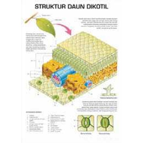 Detail Gambar Struktur Daun Dikotil Nomer 38