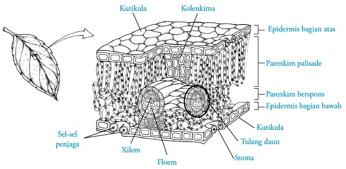 Detail Gambar Struktur Daun Dikotil Nomer 39