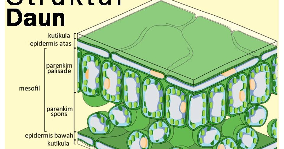 Detail Gambar Struktur Daun Dikotil Nomer 5