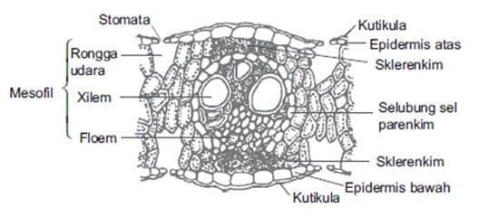 Detail Gambar Struktur Daun Dikotil Nomer 40