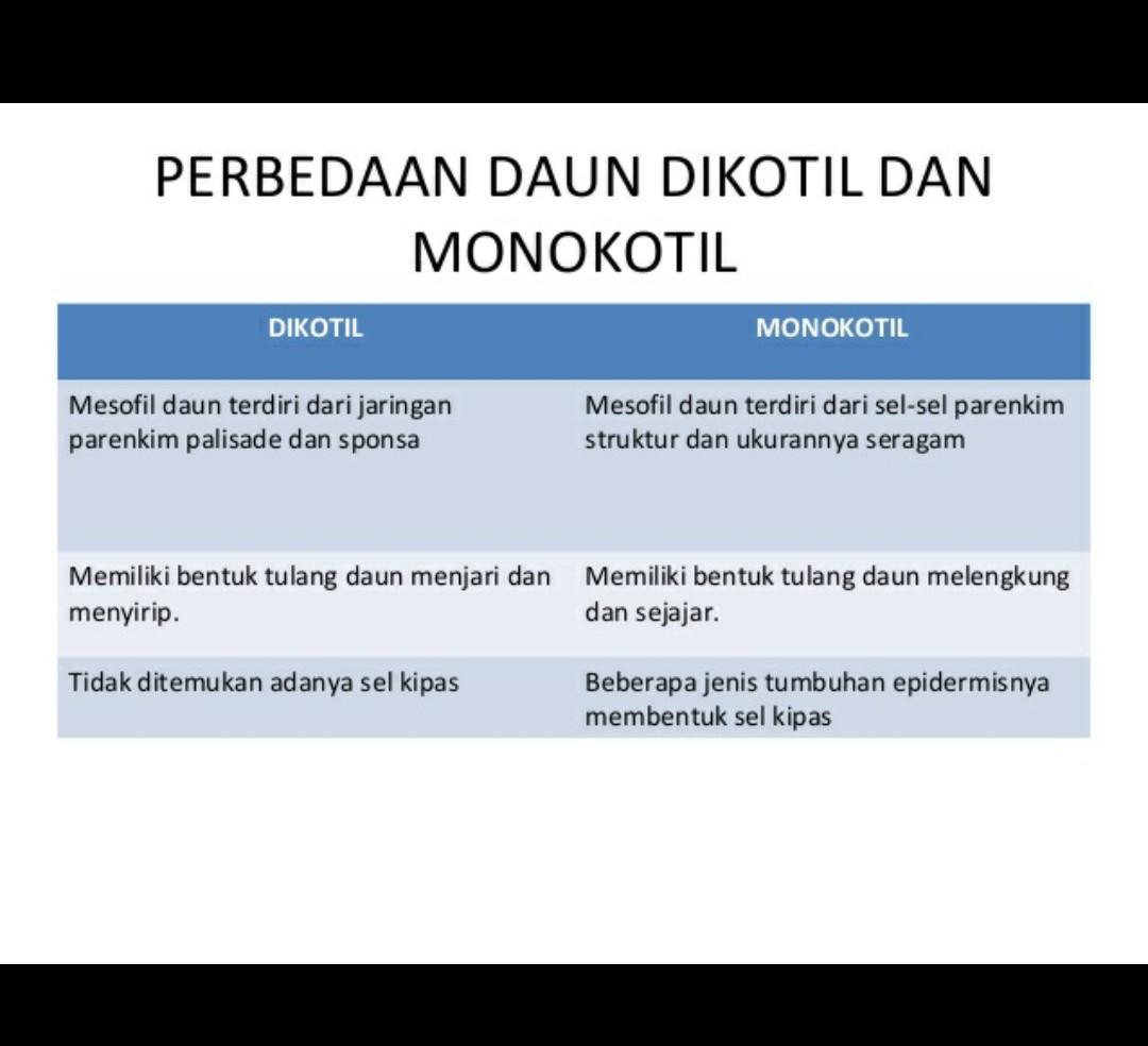 Detail Gambar Struktur Daun Dikotil Nomer 41