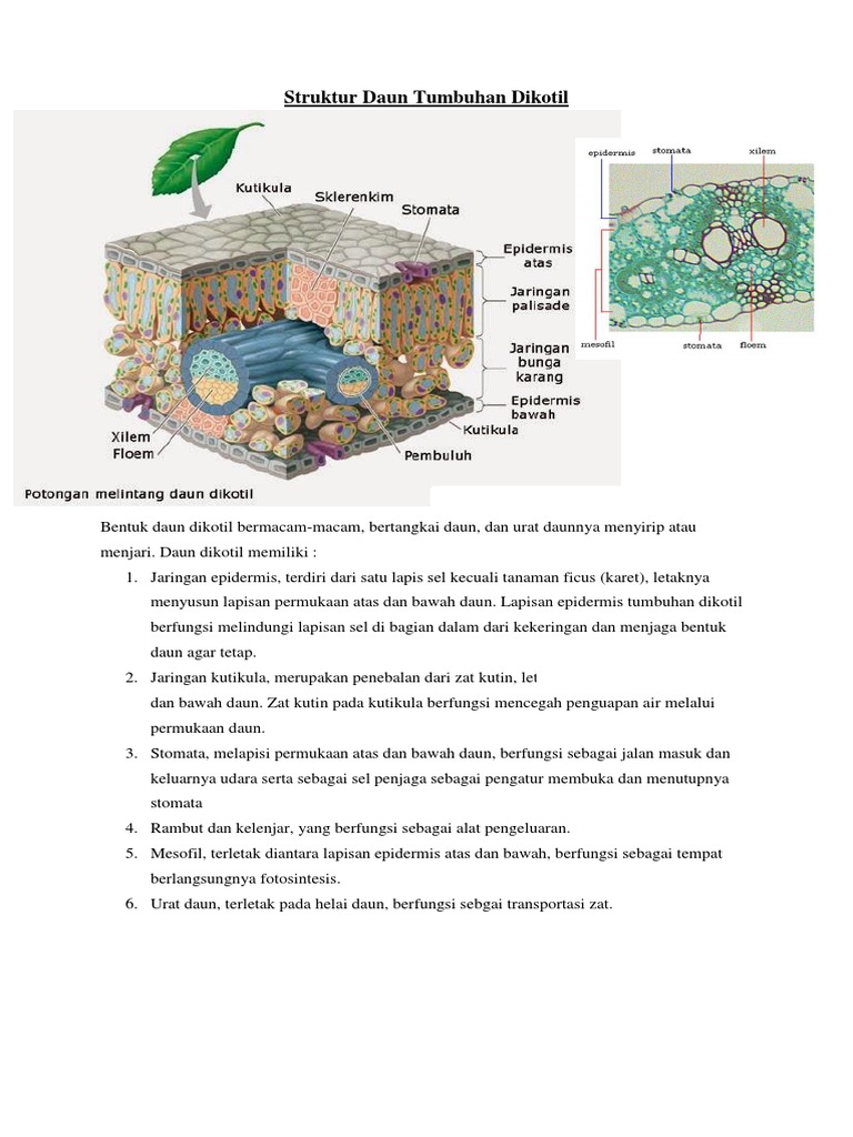Detail Gambar Struktur Daun Dikotil Nomer 42