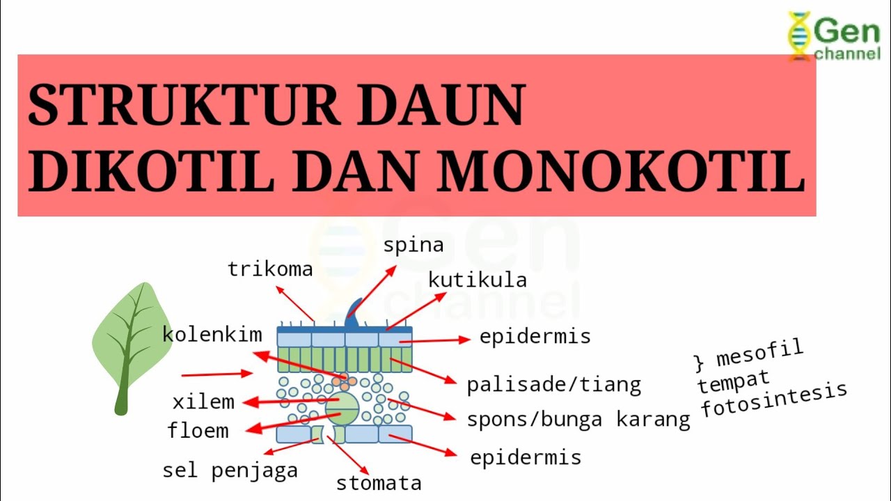 Detail Gambar Struktur Daun Dikotil Nomer 44