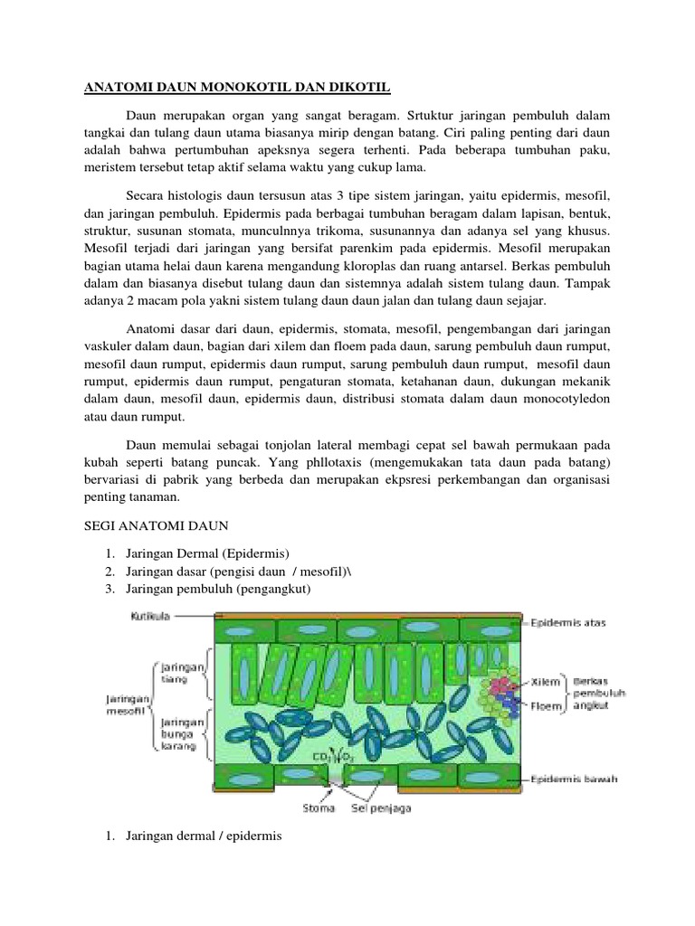 Detail Gambar Struktur Daun Dikotil Nomer 45