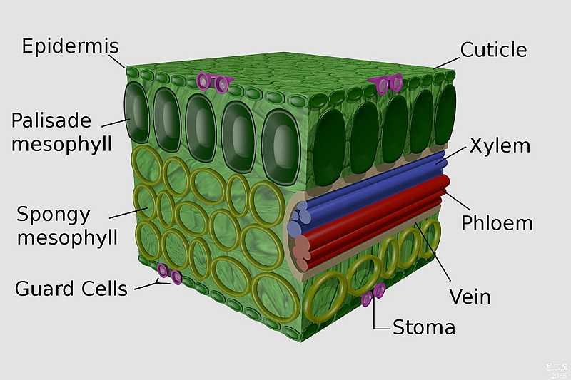 Detail Gambar Struktur Daun Dikotil Nomer 46