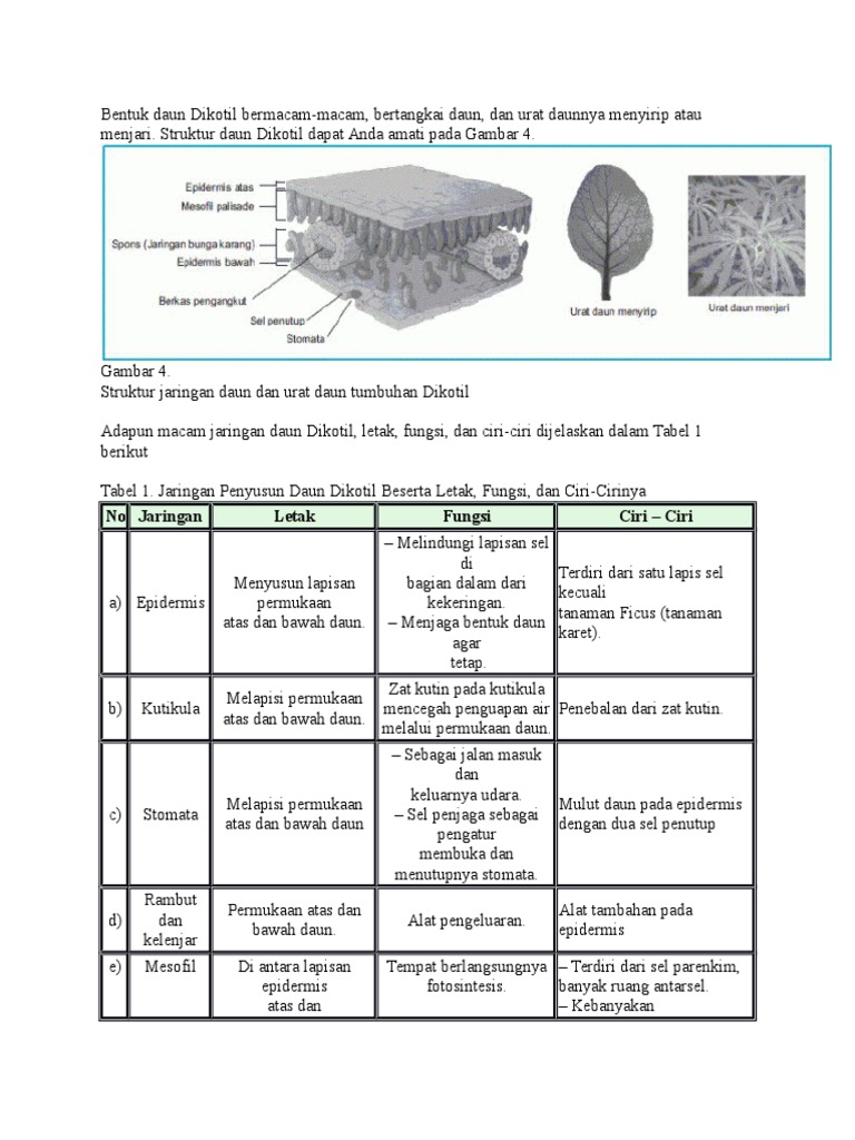 Detail Gambar Struktur Daun Dikotil Nomer 47