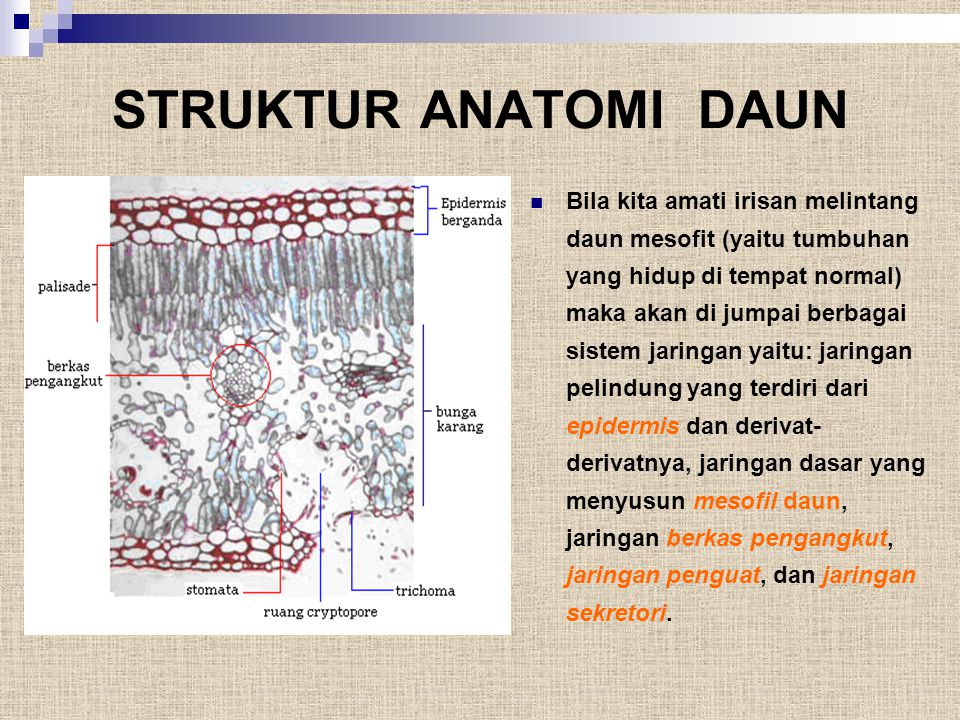 Detail Gambar Struktur Daun Dikotil Nomer 48