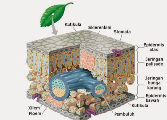 Detail Gambar Struktur Daun Dikotil Nomer 6