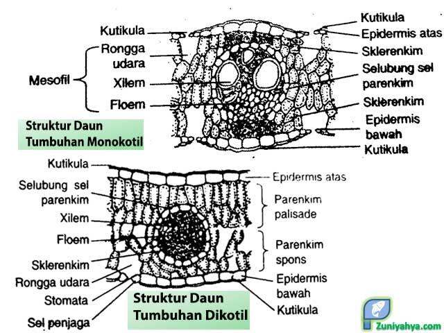 Detail Gambar Struktur Daun Dikotil Nomer 49
