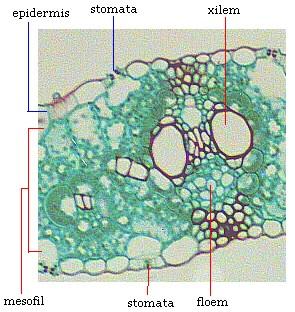 Detail Gambar Struktur Daun Dikotil Nomer 50