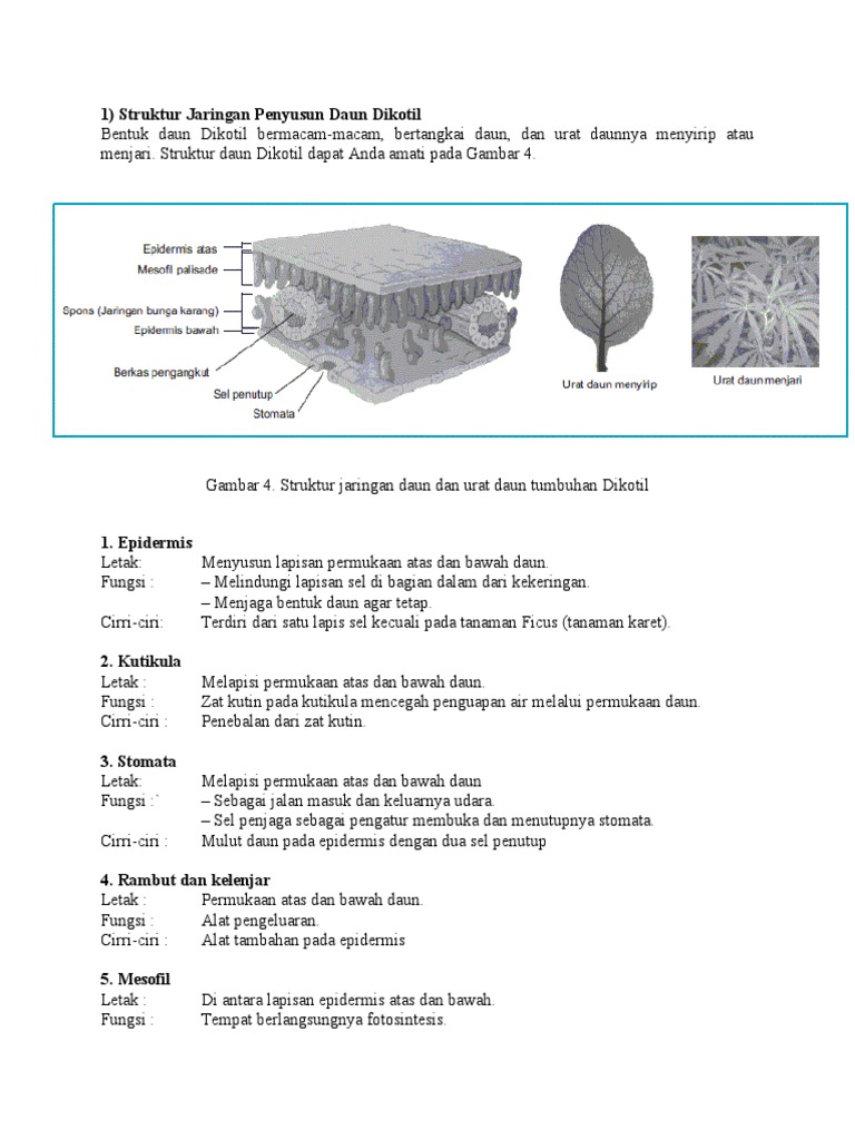 Detail Gambar Struktur Daun Dikotil Nomer 51