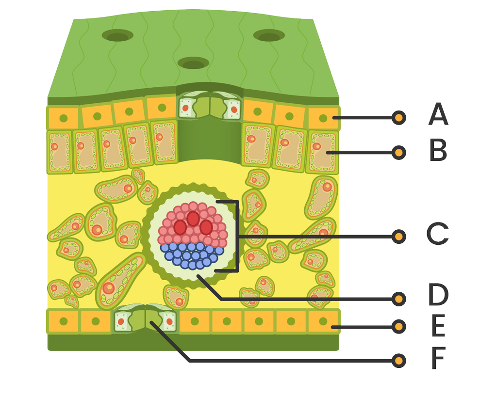 Detail Gambar Struktur Daun Dikotil Nomer 53