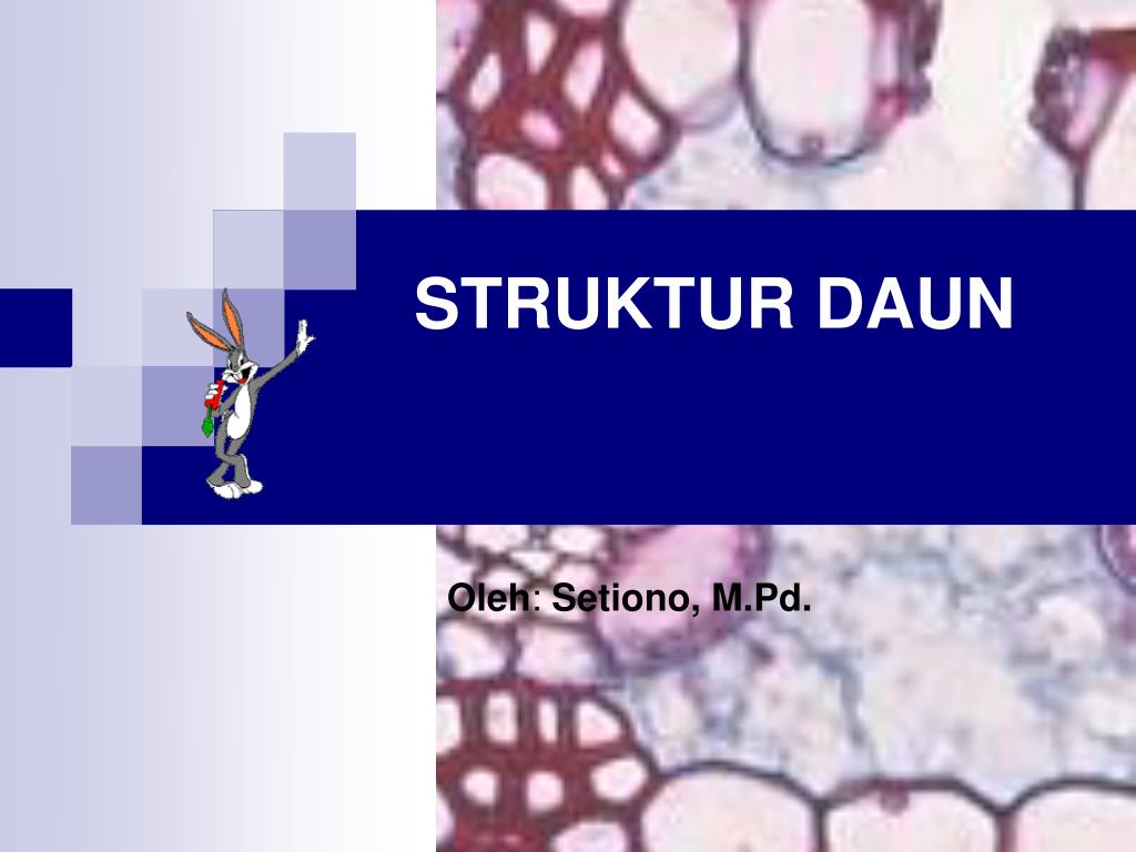 Detail Gambar Struktur Daun Dikotil Nomer 55