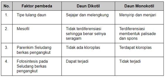 Detail Gambar Struktur Daun Dikotil Nomer 56