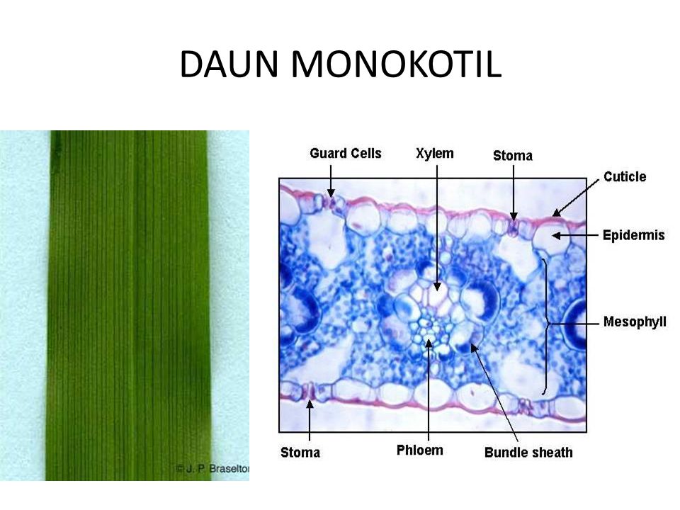 Detail Gambar Struktur Daun Dikotil Nomer 57