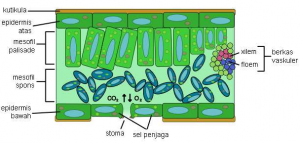 Detail Gambar Struktur Daun Dikotil Nomer 7