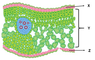 Detail Gambar Struktur Daun Dikotil Nomer 8