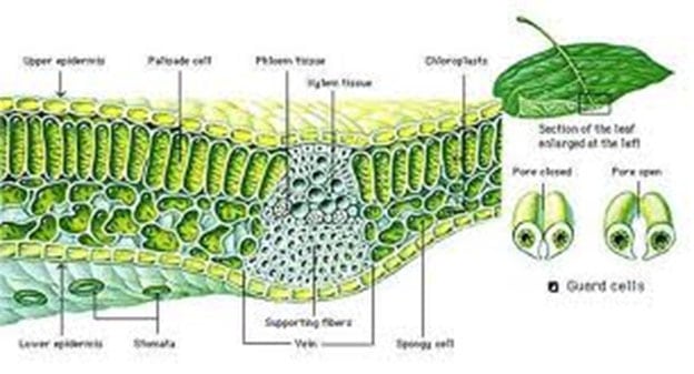 Detail Gambar Struktur Daun Dikotil Nomer 9