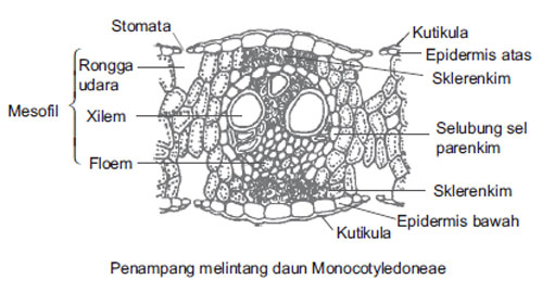 Detail Gambar Struktur Daun Dikotil Nomer 10