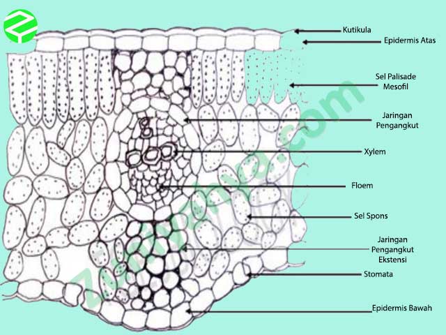 Detail Gambar Struktur Daun Tumbuhan Dikotil Nomer 17